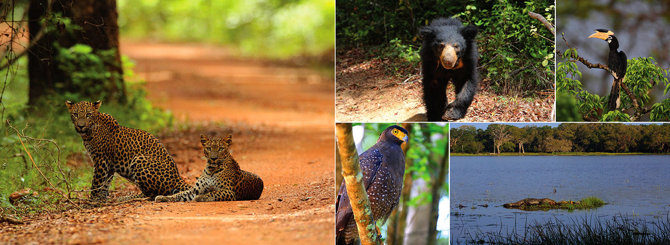 wilpattu nationalpark safari