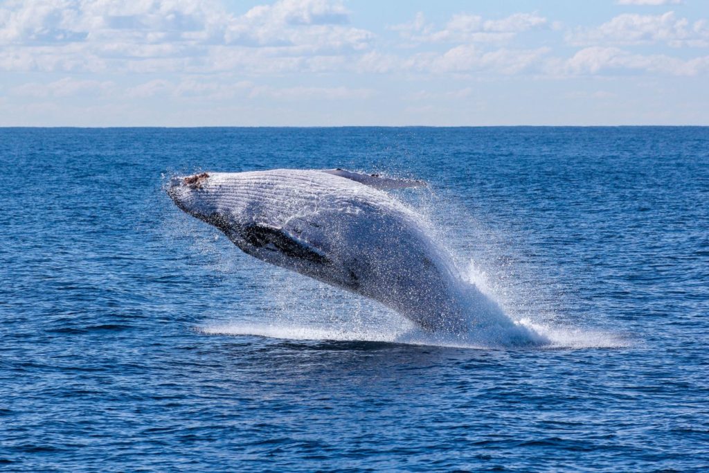 whale watching mirissa